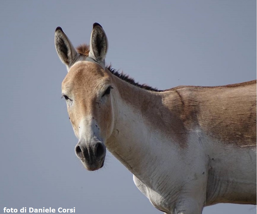 WILD ASS DIARY – Con gli asini selvatici nel deserto indiano